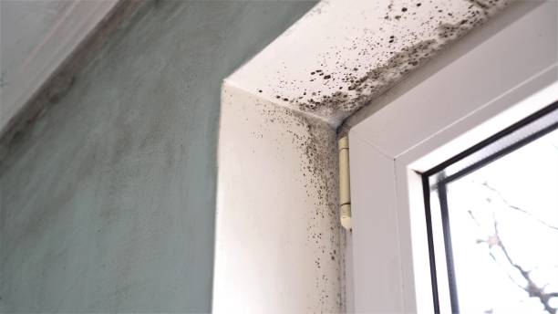 Best Fast Mold Removal  in Bon Aqua Junction, TN