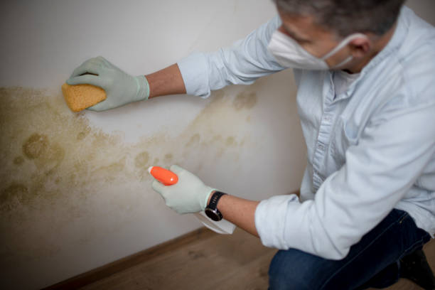 Mold Testing and Removal in Bon Aqua Junction, TN