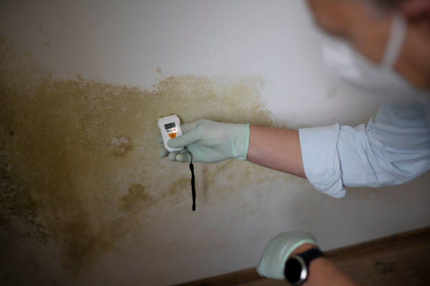 Trusted Bon Aqua Junction, TN Mold Removal Experts
