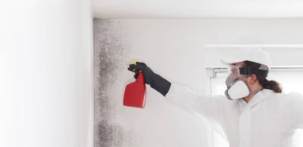 Best Black Mold Removal  in Bon Aqua Junction, TN