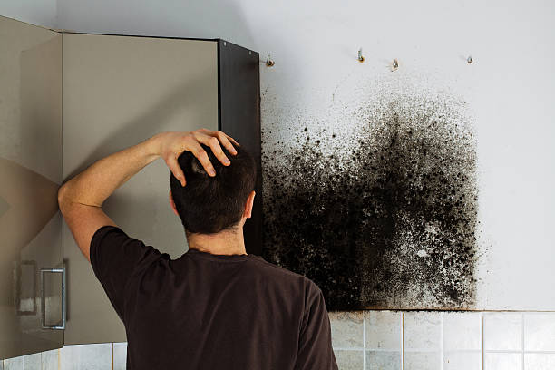Best Local Mold Removal Service  in Bon Aqua Junction, TN