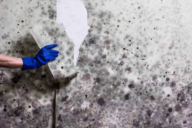 Best Mold Testing  in Bon Aqua Junction, TN